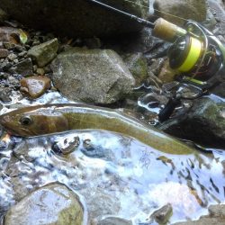 尺イワナハンティング ～長良川水系～